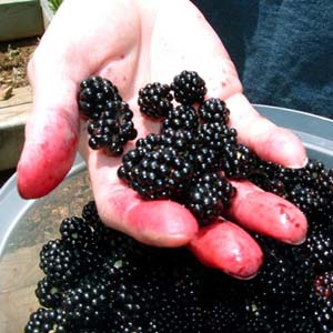 Blackberries in hand