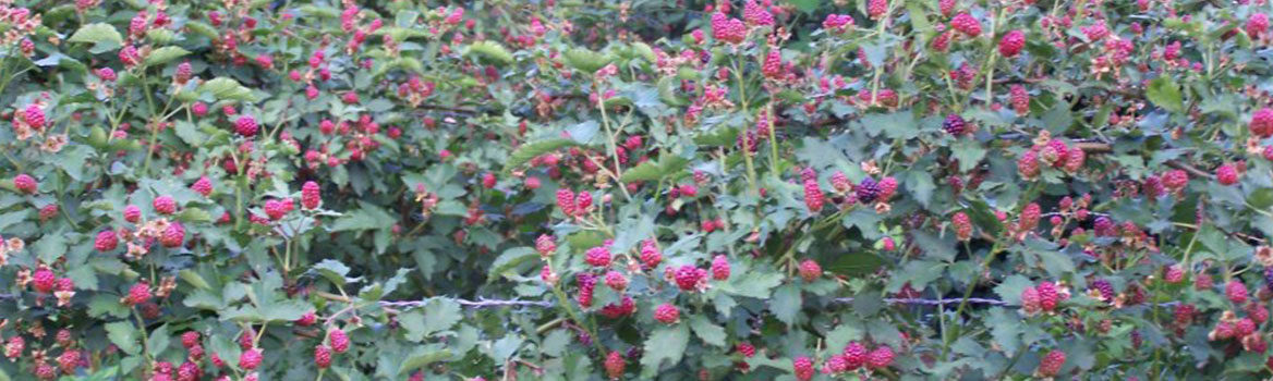 Slider Red Berries